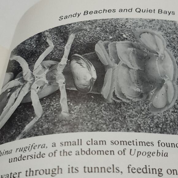 Seashore Life of Puget Sound The Strait of Georgia, and San Juan Archipelago - Picture 7 of 10